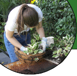 Planting the Hoya