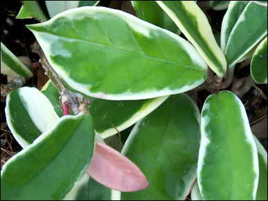 Hoya foliage close-up