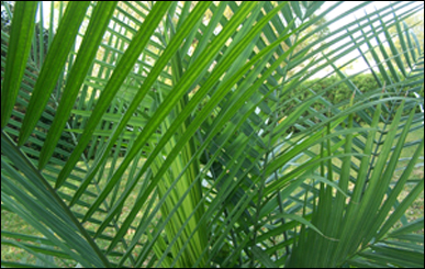 Majesty Palm Close-up