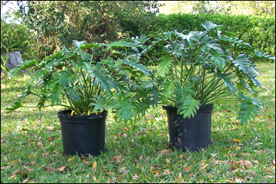 Xanadu Philodendron