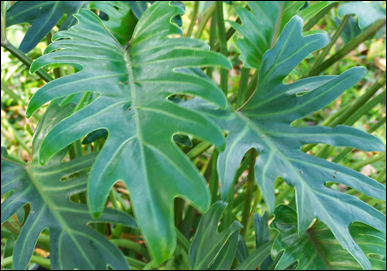 Xanadu Foliage Close-up